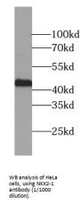 Transcription Termination Factor 1 (TTF1) Antibody