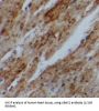 Ubiquitin-Associated Domain-Containing Protein 1 (UBAC1) Antibody