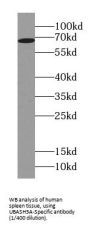 UBASH3A-Specific Antibody