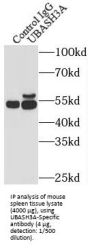 UBASH3A-Specific Antibody