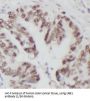 Ubiquitin-Like Modifier-Activating Enzyme 1 (UBA1) Antibody