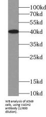 Vasohibin-2 (VASH2) Antibody