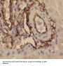 Vitronectin (VTN) Antibody