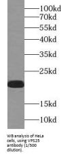 Vacuolar Protein Sorting-Associated Protein 25 (VPS25) Antibody