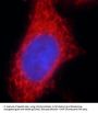 Vacuolar Protein Sorting-Associated Protein 45 (VPS45) Antibody