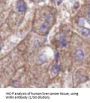 FERM Domain-Containing Protein 6 (FRMD6) Antibody
