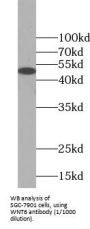 Protein Wnt-6 (WNT6) Antibody
