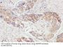 Xaa-Pro Aminopeptidase 3 (XPNPEP3) Antibody