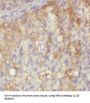 Exportin-6 (XPO6) Antibody