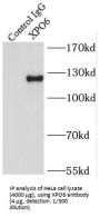 Exportin-6 (XPO6) Antibody