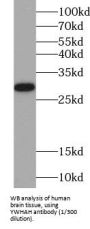 14-3-3 Protein Eta (YWHAH) Antibody