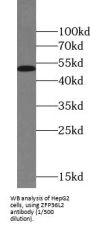 mRNA Decay Activator Protein ZFP36L2 (ZFP36L2) Antibody