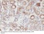 Zinc Finger FYVE Domain-Containing Protein 16 (ZFYVE16) Antibody