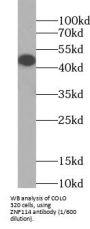 Zinc Finger Protein 114 (ZNF114) Antibody