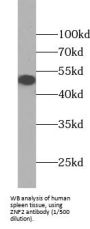 Zinc Finger Protein 2 (ZNF2) Antibody