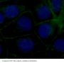 Tight Junction Protein ZO-1 (TJP1) Antibody