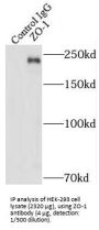 Tight Junction Protein ZO-1 (TJP1) Antibody