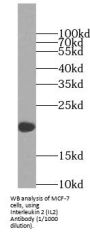 Interleukin 2 (IL2) Antibody