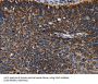 Isocitrate Dehydrogenase 2, mitochondrial (IDH2) Antibody