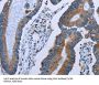 Isocitrate Dehydrogenase 2, mitochondrial (IDH2) Antibody