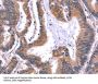 Activity-Regulated Cytoskeleton-Associated Protein (ARC) Antibody
