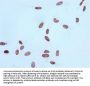 Histone H4 Acetyl-Lys16 (H4 AcK16) Antibody