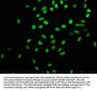 Histone H4 Acetyl-Lys16 (H4 AcK16) Antibody