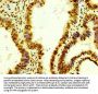Histone H4 Antibody