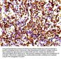 Histone H4 Antibody
