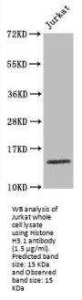 Histone H3.1 Antibody