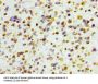 Histone H3.1 Antibody