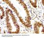 Histone H3.1 Antibody