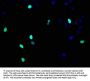 Histone H3.1 Antibody