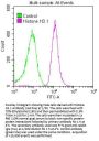 Histone H3.1 Antibody