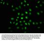 EIF2AK2 (pT446) Antibody