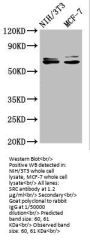 SRC Antibody