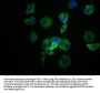 SRC Antibody