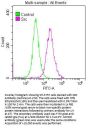 SRC Antibody