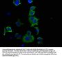 HSPB1 Antibody