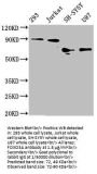 FOXO3 Antibody