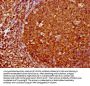 FOXO3 Antibody