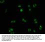 FOXO3 Antibody