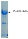 Mycoplasma Pneumoniae P1-C Protein