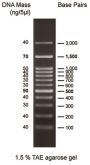 0.1-3 kbp DNA marker