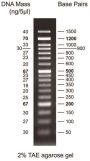 0.05-1.5 kbp DNA Marker