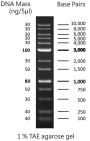 0.1-10 kbp DNA Marker