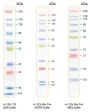 6.5-270 kDa Protein Marker (Stained)