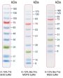 11-180 kDa Protein Marker (Stained)