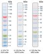 11-245 kDa Protein Marker (Stained)