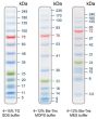 5-245 kDa Protein Marker (Stained)
